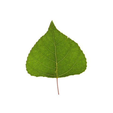 Poplar poplar tree leaf buy standing poplar trees in michigan timber