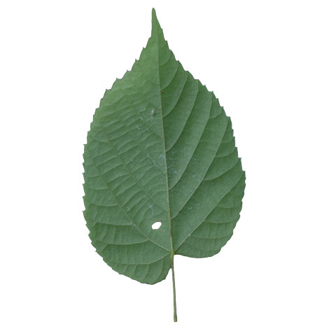 Basswood basswood leaf buyers of standing timber buy basswood trees michigan