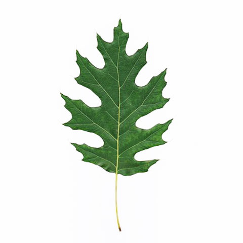 Oak Oak tree leaf buy standing timber buy oak trees