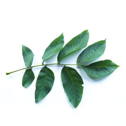Walnut Walnut Leaves buy walnut trees standing timber buyers Michigan